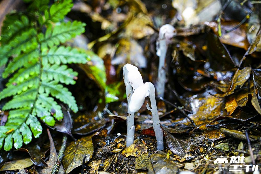 5月雨後容易在樹下發現水晶蘭，5~7月是藤枝秋海棠花期，盛開的四照花如翩翩白蝶，也相當可愛。(攝影/Cindy Lee)