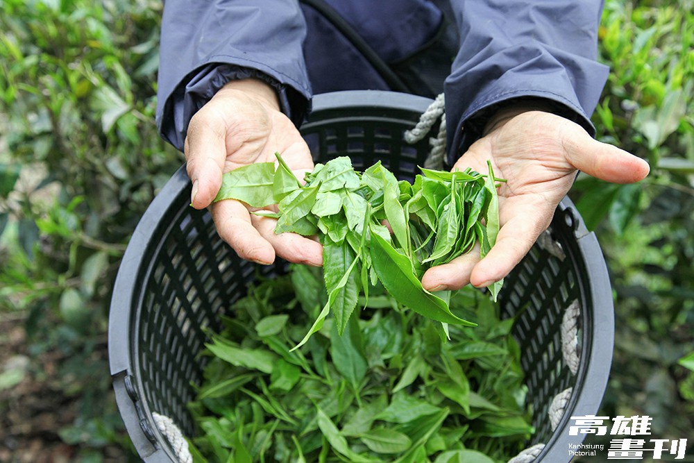 六龜山茶大多產於海拔一千公尺左右的環境,採自然農法野放種植,採收也以人工採菁。(攝影/Naru) 六龜山茶大多產於海拔一千公尺左右的環境,採自然農法野放種植,採收也以人工採菁。(攝影/Naru)