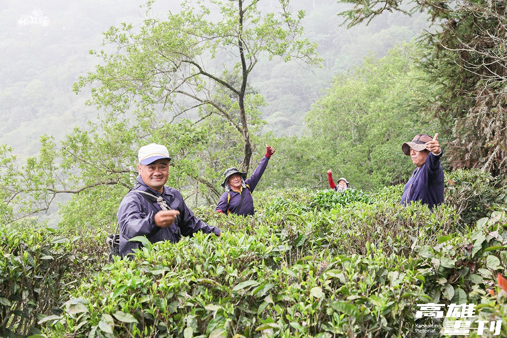 近年茶農從山林引種,將山茶種在半遮光的淺山坡地上,而六龜產的山茶多為友善耕作,與山林共存。(攝影/Naru) 近年茶農從山林引種,將山茶種在半遮光的淺山坡地上,而六龜產的山茶多為友善耕作,與山林共存。(攝影/Naru)