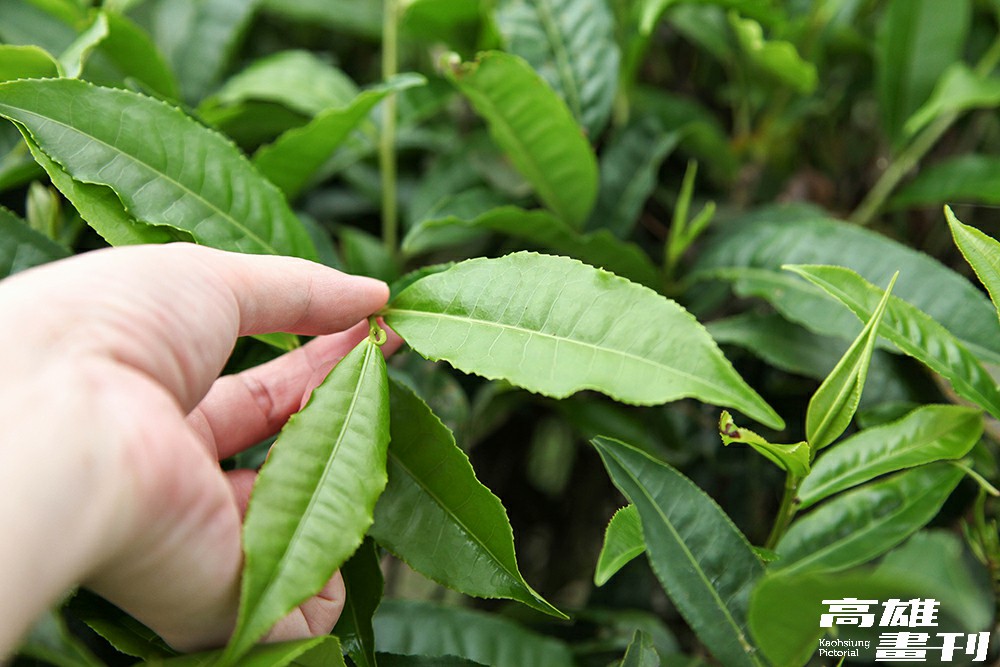 高雄六龜山區的原生山茶屬於喬木型的百年茶樹,有別於一般茶園採摘不易,產量相對稀少,也保留了山茶的野香和芳醇。(攝影/Naru) 高雄六龜山區的原生山茶屬於喬木型的百年茶樹,有別於一般茶園採摘不易,產量相對稀少,也保留了山茶的野香和芳醇。(攝影/Naru)