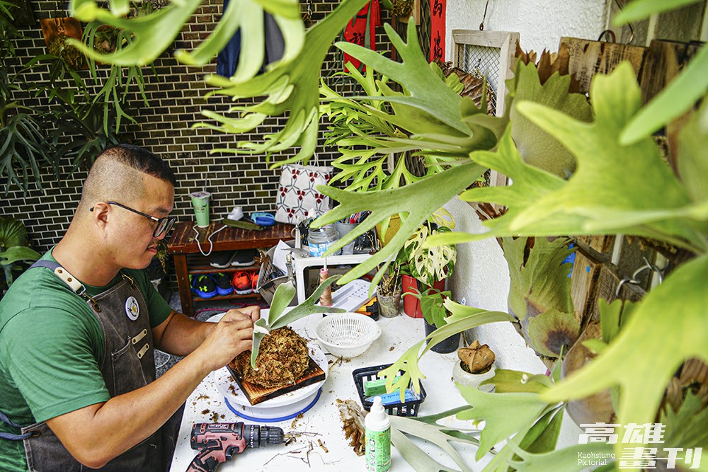 鹿角蕨生長的介質混合排水良好的水苔和樹皮,比例約為8:2,包覆側芽的根系。水苔不宜綁的太扎實,建議為輕壓會回彈的程度,讓根系可以呼吸。(攝影/Cindy Lee) 鹿角蕨生長的介質混合排水良好的水苔和樹皮,比例約為8:2,包覆側芽的根系。水苔不宜綁的太扎實,建議為輕壓會回彈的程度,讓根系可以呼吸。(攝影/Cindy Lee)
