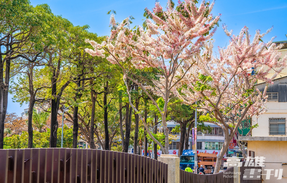春季花旗木、楝樹及黃花風鈴木,與夏季阿勃勒、鳳凰木、大花紫薇等開花行道樹,讓城市隨四季有了豐富的樣貌。(上:攝影/黃敬文;中:圖片提供/高市府工務局公園處;下:攝影/李瑰嫻) 春季花旗木、楝樹及黃花風鈴木,與夏季阿勃勒、鳳凰木、大花紫薇等開花行道樹,讓城市隨四季有了豐富的樣貌。(上:攝影/黃敬文;中:圖片提供/高市府工務局公園處;下:攝影/李瑰嫻)