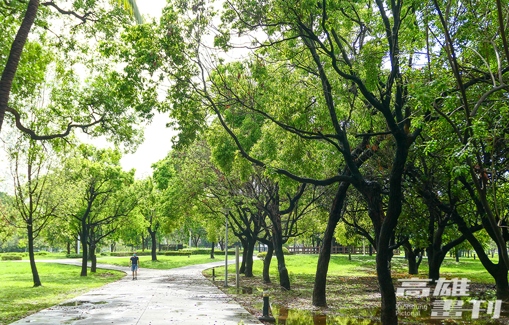 筆直寬闊的道路,及兩旁高聳蔥鬱的行道樹,是許多市民們習以為常的港都風景。 (攝影/李瑰嫻) 筆直寬闊的道路,及兩旁高聳蔥鬱的行道樹,是許多市民們習以為常的港都風景。 (攝影/李瑰嫻)