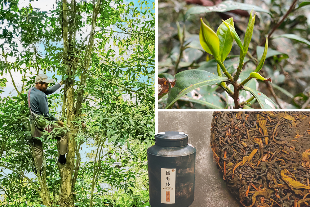 写真提供:華興山茶