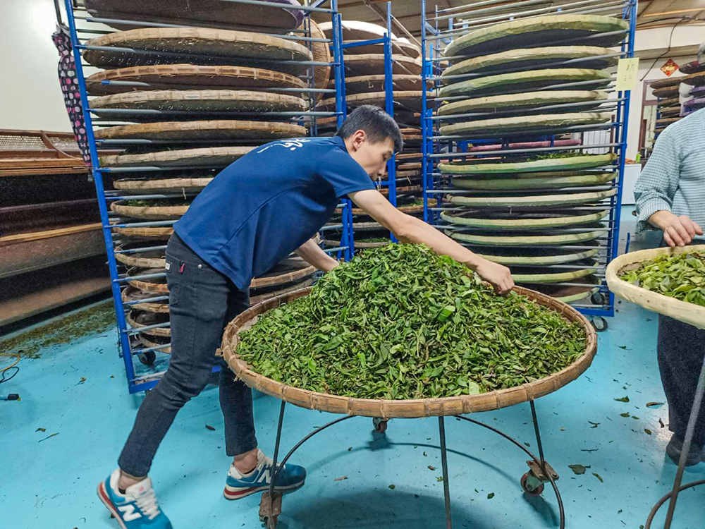 Photo courtesy of Huaxing Taiwan Mountain Tea