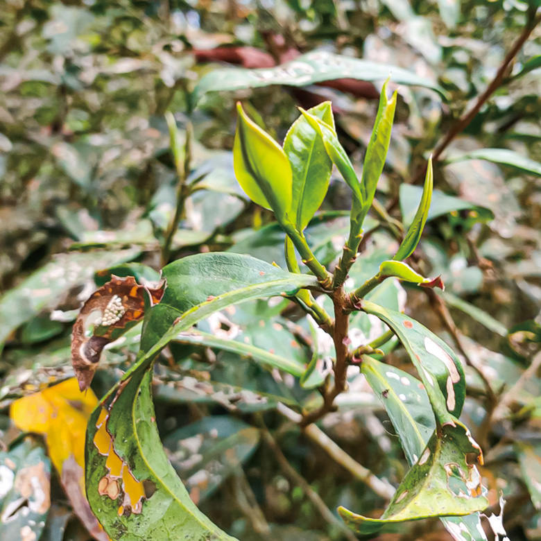 Photo courtesy of Huaxing Taiwan Mountain Tea