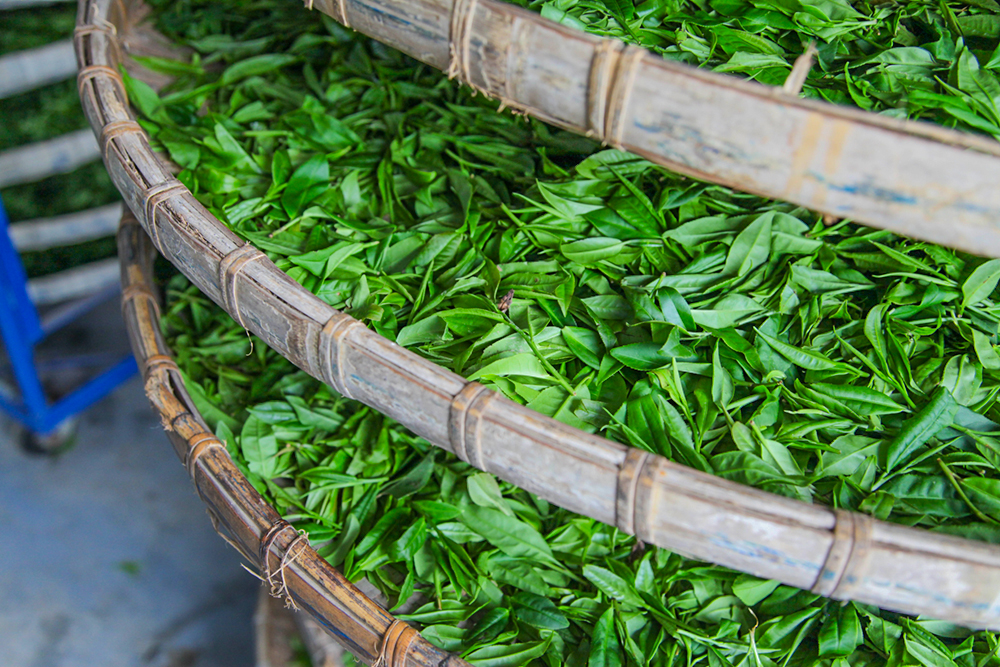 Photo courtesy of Huaxing Taiwan Mountain Tea