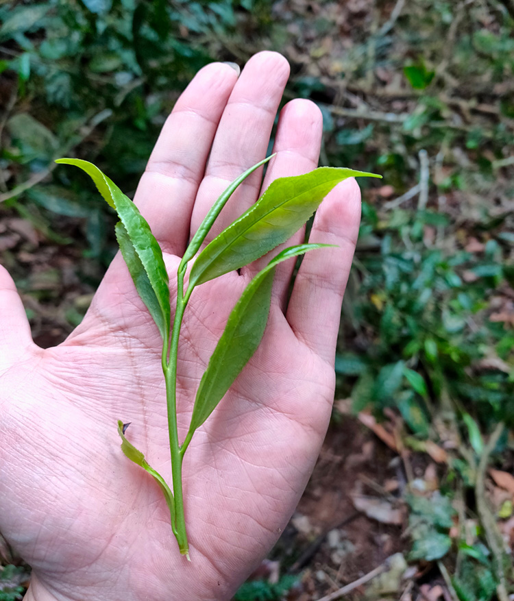 Photo courtesy of Huaxing Taiwan Mountain Tea