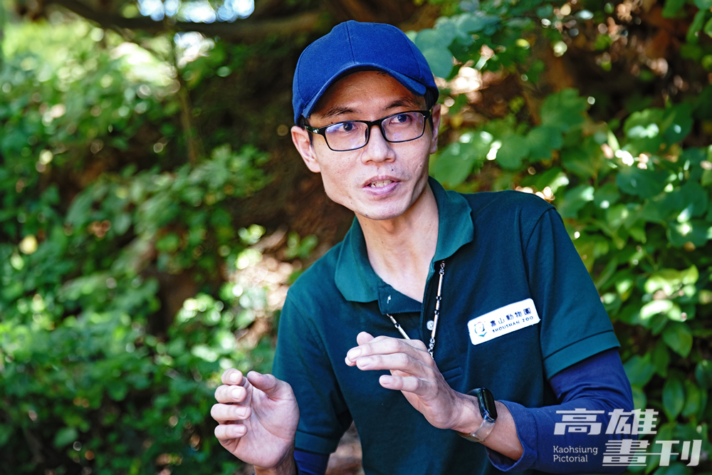 李宥逸透露剛開始照顧非洲獅群,不能被這群孩子突然吼出的聲音嚇到,否則牠們就會覺得你是可以被欺負的。(攝影/曾信耀) 李宥逸透露剛開始照顧非洲獅群,不能被這群孩子突然吼出的聲音嚇到,否則牠們就會覺得你是可以被欺負的。(攝影/曾信耀)