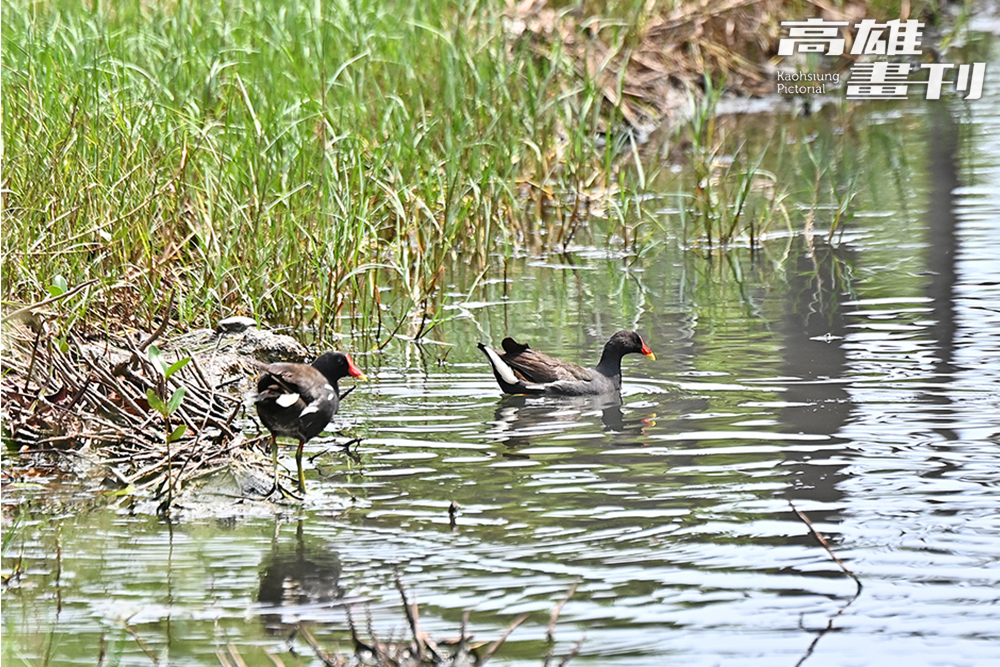 除了常見的野外鳥斑鳩、八哥、麻雀、伯勞等外,方家政指出在市區濕地較少看到冬候鳥,但牠們有時會在河口覓食,因濕地鄰近出海口,鳥友們常開玩笑牠們迷路時就飛來林園海洋濕地。 (攝影/Carter) 除了常見的野外鳥斑鳩、八哥、麻雀、伯勞等外,方家政指出在市區濕地較少看到冬候鳥,但牠們有時會在河口覓食,因濕地鄰近出海口,鳥友們常開玩笑牠們迷路時就飛來林園海洋濕地。 (攝影/Carter)