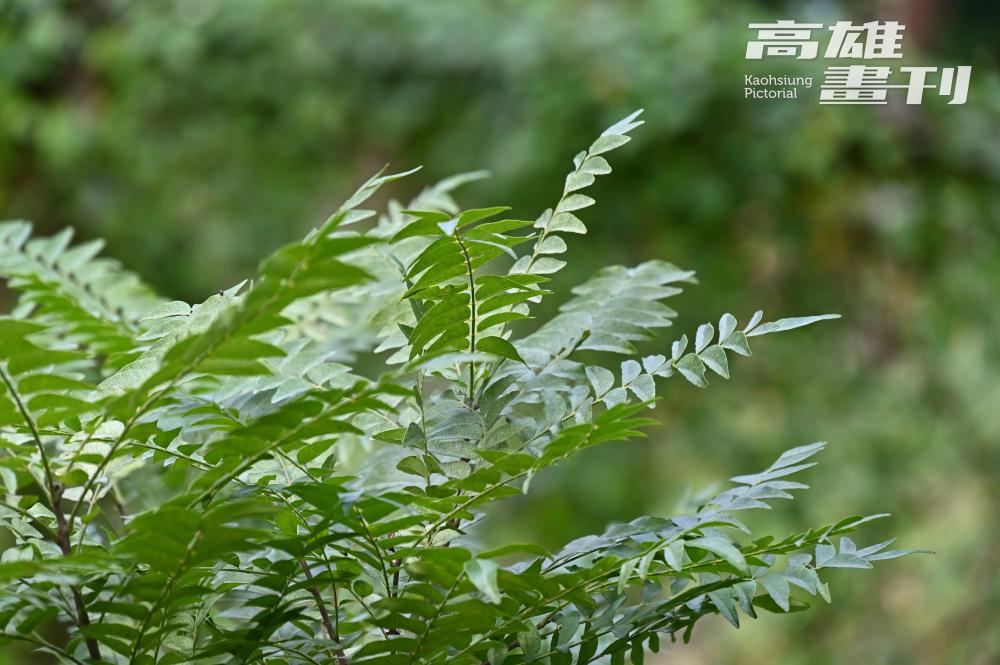過山香是芸香科植物(Rutaceae),據傳恆春地區女子出嫁時,早年會燒開水並用過山香葉片讓新娘洗澡,新娘坐的轎子抬過一個山頭後,身上仍維持香氣不散而得名。 (攝影/Carter) 過山香是芸香科植物(Rutaceae),據傳恆春地區女子出嫁時,早年會燒開水並用過山香葉片讓新娘洗澡,新娘坐的轎子抬過一個山頭後,身上仍維持香氣不散而得名。 (攝影/Carter)
