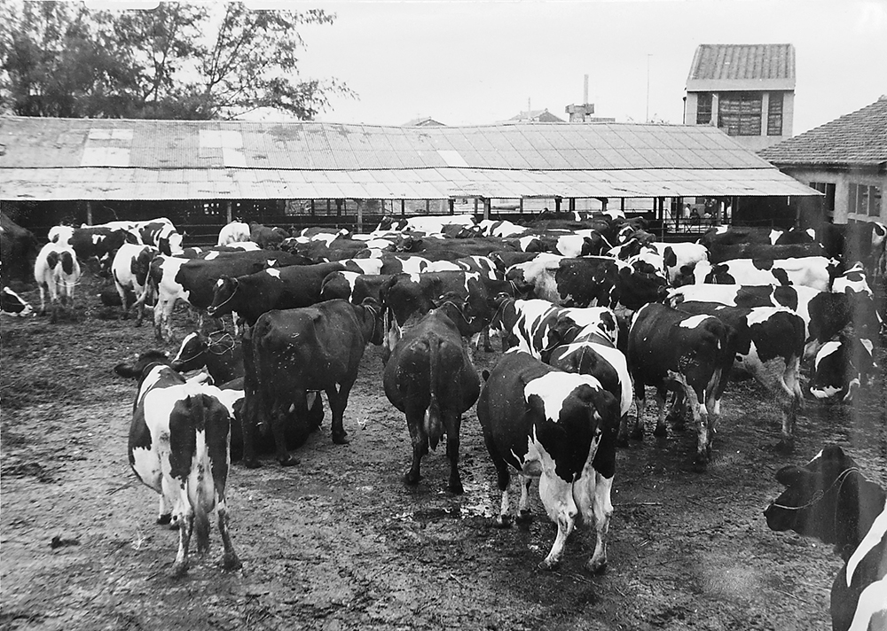 很多人訝異高大鮮乳加工廠竟位於高雄鬧區，其實1959年就已設立在此。 (翻拍/Carter)