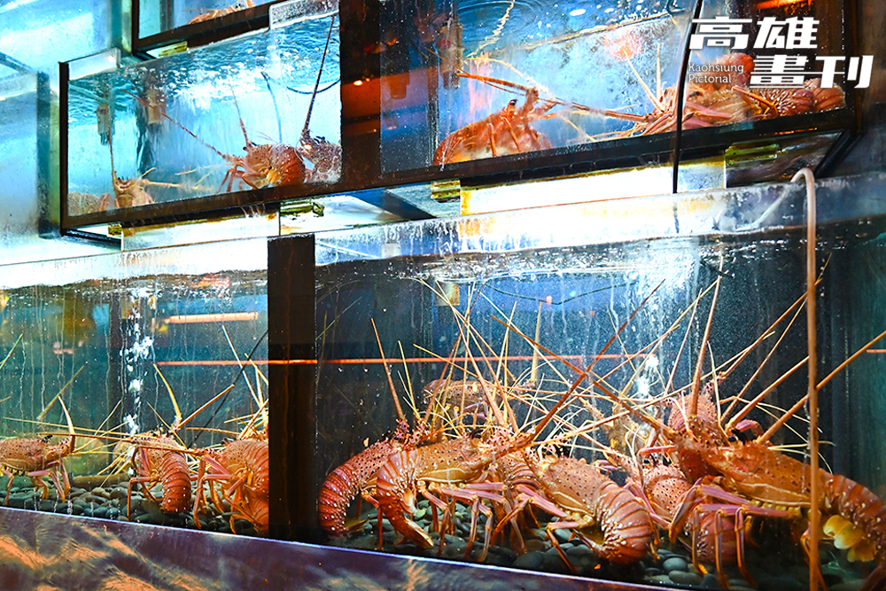 日本空運的活海鮮是覓奇頂級日本料理一大賣點,肉質Q彈鮮美,非一般冷凍海鮮可比擬。(攝影/Carter) 日本空運的活海鮮是覓奇頂級日本料理一大賣點,肉質Q彈鮮美,非一般冷凍海鮮可比擬。(攝影/Carter)