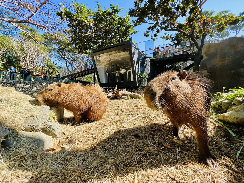 深受大小朋友喜愛的高雄壽山動物園，活動期間12歲以下兒童免費入園。(圖片提供 /壽山動物園)