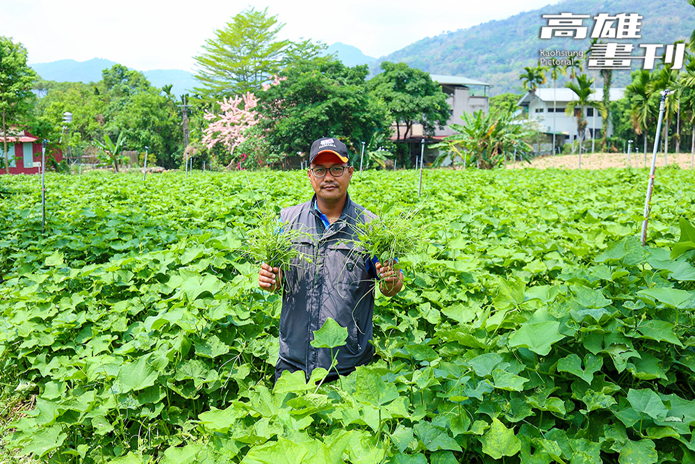龍鬚菜吃的是嫩芽,看到一心二葉可剪下採收。(攝影/Carter) 龍鬚菜吃的是嫩芽,看到一心二葉可剪下採收。(攝影/Carter)
