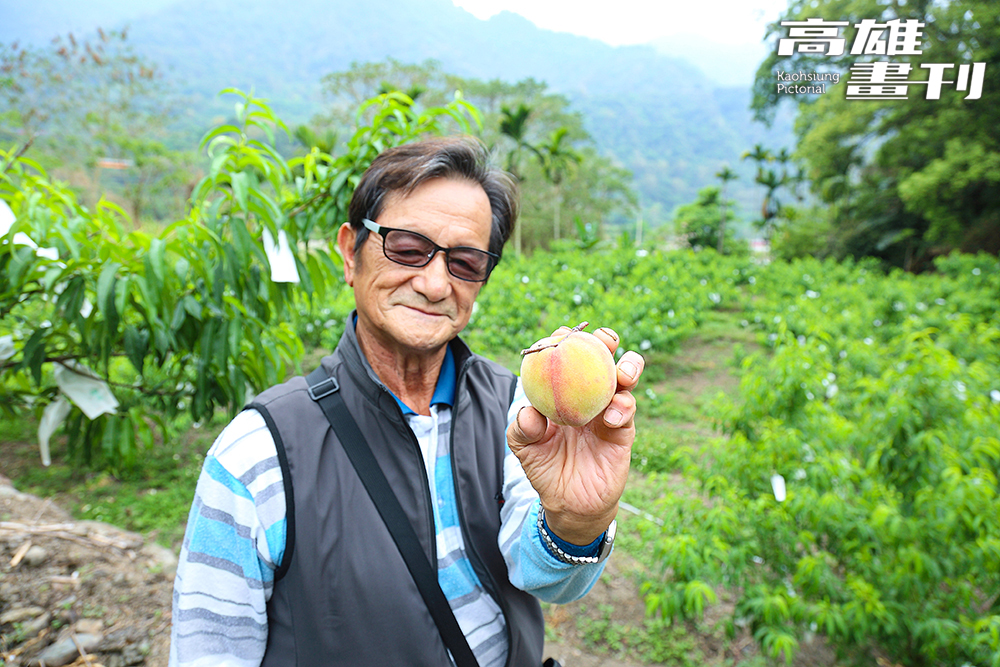 那瑪夏水蜜桃產銷班第8班班長翁博學表示,五月水蜜桃採收最對時,盛情邀請大家來部落市集採購,品嘗一顆顆粉嫩香甜的熱帶品種水蜜桃。(攝影/Carter) 那瑪夏水蜜桃產銷班第8班班長翁博學表示,五月水蜜桃採收最對時,盛情邀請大家來部落市集採購,品嘗一顆顆粉嫩香甜的熱帶品種水蜜桃。(攝影/Carter)