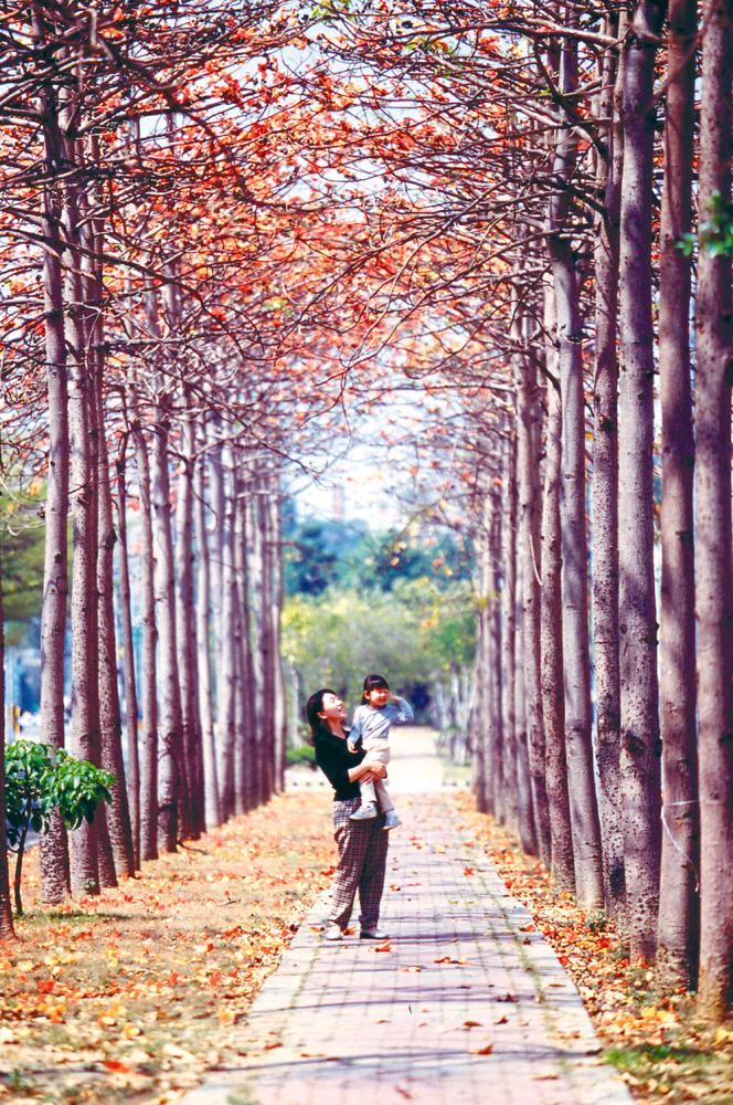 高雄賞花地圖 高雄賞花地圖