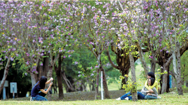 花樹繁盛的都會公園，讓人看了都心花怒放。（攝影 / 張忠義）