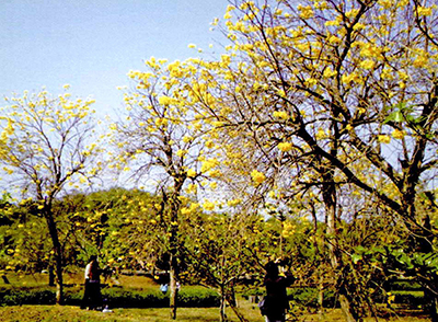都會公園中的黃金風鈴木花海怒放（攝影 / 張忠義）