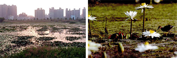 洲仔溼地是都市中難得一見的瑰寶。(左圖/張忠義攝) 洲仔溼地呈現多樣化濕地空間,有草澤、林澤、淺水與深水埤塘等。(右圖/張忠義攝) 洲仔溼地是都市中難得一見的瑰寶。(左圖/張忠義攝) 洲仔溼地呈現多樣化濕地空間,有草澤、林澤、淺水與深水埤塘等。(右圖/張忠義攝)