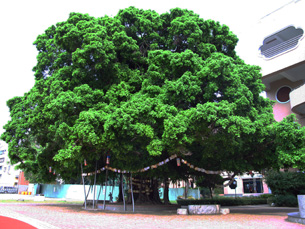 小樹跟著學校一同成長茁壯,時光荏苒,老樹枝葉繁茂生氣蓬勃。(圖/凌卓民攝) 小樹跟著學校一同成長茁壯,時光荏苒,老樹枝葉繁茂生氣蓬勃。(圖/凌卓民攝)