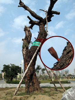 市府保護老樹不遺餘力,不僅將位於危險路段的老樹移植至公園中,還為老樹「打點滴」呢!(圖/凌卓民攝) 市府保護老樹不遺餘力,不僅將位於危險路段的老樹移植至公園中,還為老樹「打點滴」呢!(圖/凌卓民攝)
