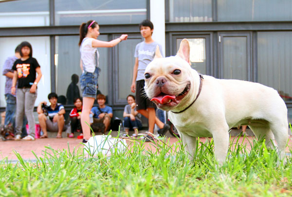高雄法國鬥牛犬同好,每週日都會在新光碼頭聚集交流。(圖/蔡明余攝) 高雄法國鬥牛犬同好,每週日都會在新光碼頭聚集交流。(圖/蔡明余攝)