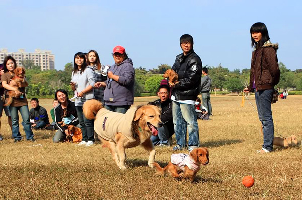 專屬於狗狗的運動會,在暖暖陽光下的高雄都會公園熱力開展。(圖/馬克攝) 專屬於狗狗的運動會,在暖暖陽光下的高雄都會公園熱力開展。(圖/馬克攝)