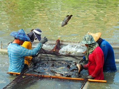 永安石斑魚養殖,廣受市場歡迎。(圖/永安區漁會提供) 永安石斑魚養殖,廣受市場歡迎。(圖/永安區漁會提供)