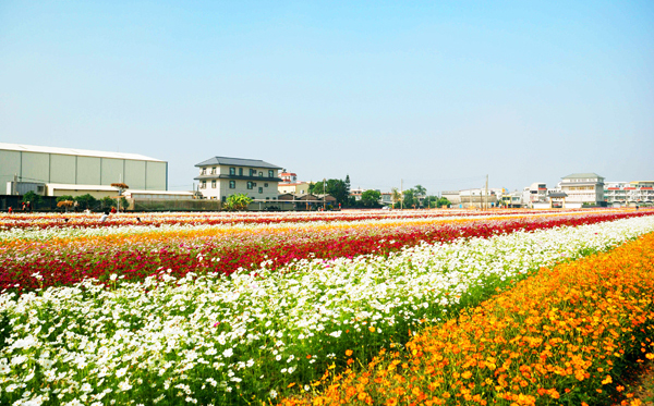 五顏六色的花朵搖曳生姿,為橋頭贏得綠色田園都市的美名。(圖/ James攝) 五顏六色的花朵搖曳生姿,為橋頭贏得綠色田園都市的美名。(圖/ James攝)