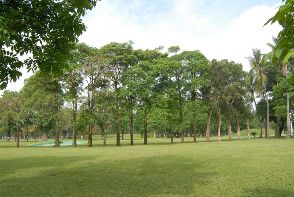 高雄市區內廣大的高樹綠地適合黃鸝鳥棲息。(圖/高雄市野鳥學會 提供) 高雄市區內廣大的高樹綠地適合黃鸝鳥棲息。(圖/高雄市野鳥學會 提供)