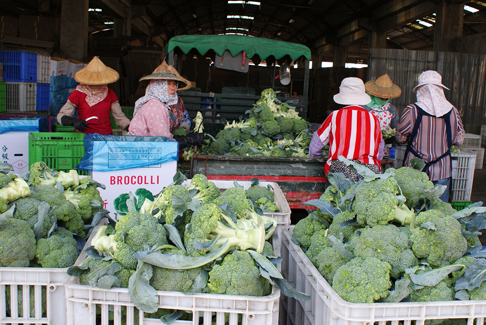 為了保持蔬菜新鮮度，趕在上午十點前將最新鮮的花椰菜送到路竹蔬菜生產合作社。