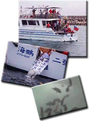 魚苗流放工作復育近海漁業資源。(圖/高雄市政府海洋局 提供) 魚苗流放工作復育近海漁業資源。(圖/高雄市政府海洋局 提供)