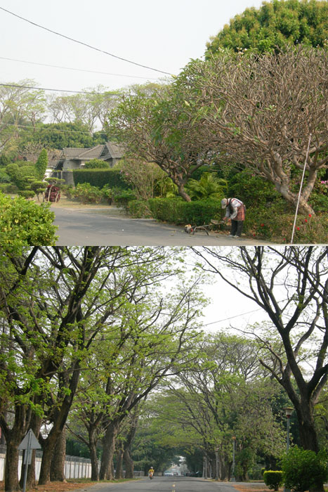 明德新村林蔭夾道,環境優雅。(圖/Mark 攝) 明德新村林蔭夾道,環境優雅。(圖/Mark 攝)