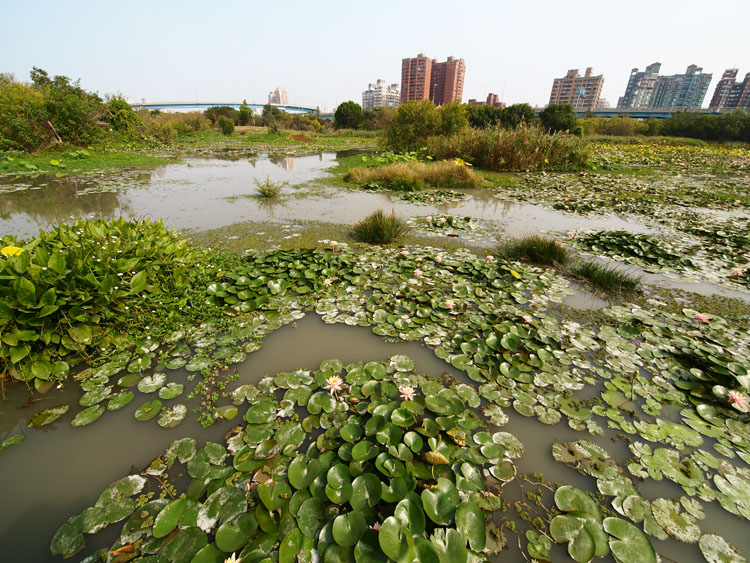 高雄市打造水綠空間成為城市之肺及市民的休閒去處。（圖∕張簡英豪 攝）