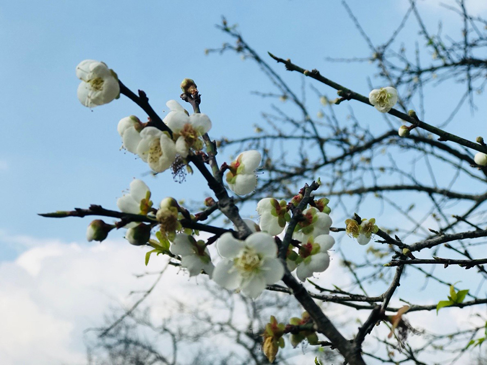梅樹芬芳綻放。(照片提供/六龜區公所) 梅樹芬芳綻放。(照片提供/六龜區公所)