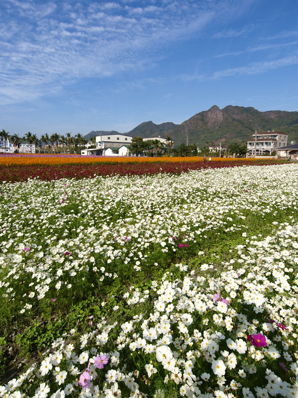 1至3月花海盛開更增添美濃的觀光吸引力。（圖∕張簡英豪 攝）