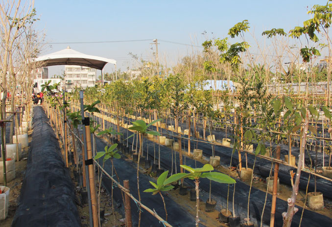 鳳誠社區經市府輔導成為社區園藝行,苗木培育區花木成排。(圖∕謝冠儀 攝) 鳳誠社區經市府輔導成為社區園藝行,苗木培育區花木成排。(圖∕謝冠儀 攝)