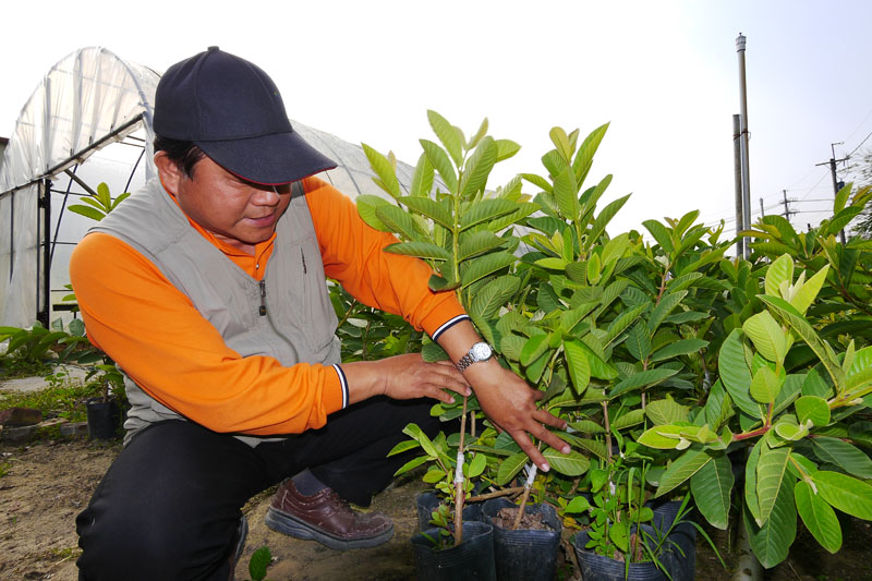 金山社區芭樂生態園區傳承果樹栽植經驗。(圖∕張簡英豪 攝) 金山社區芭樂生態園區傳承果樹栽植經驗。(圖∕張簡英豪 攝)
