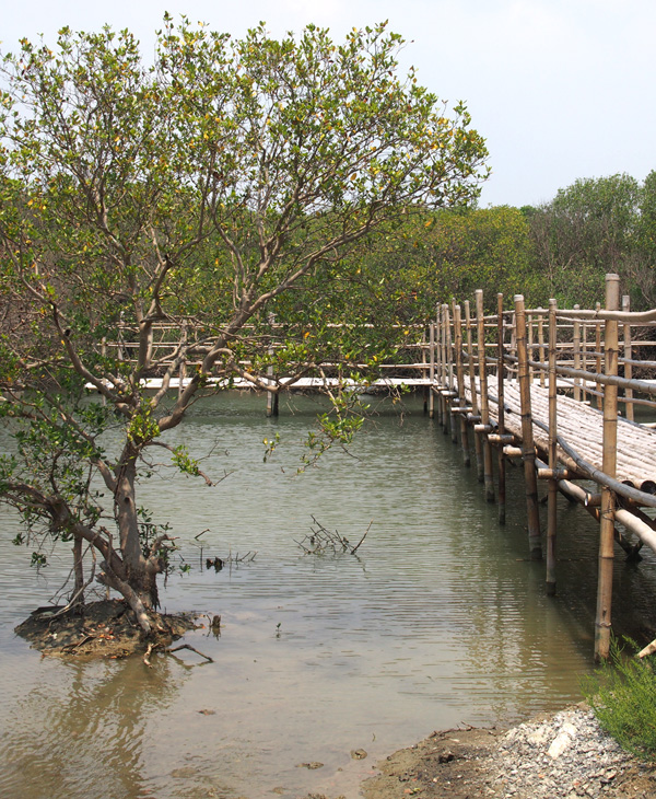 林園海洋濕地公園內珍貴的海茄苳紅樹林。(圖∕張筧 攝) 林園海洋濕地公園內珍貴的海茄苳紅樹林。(圖∕張筧 攝)