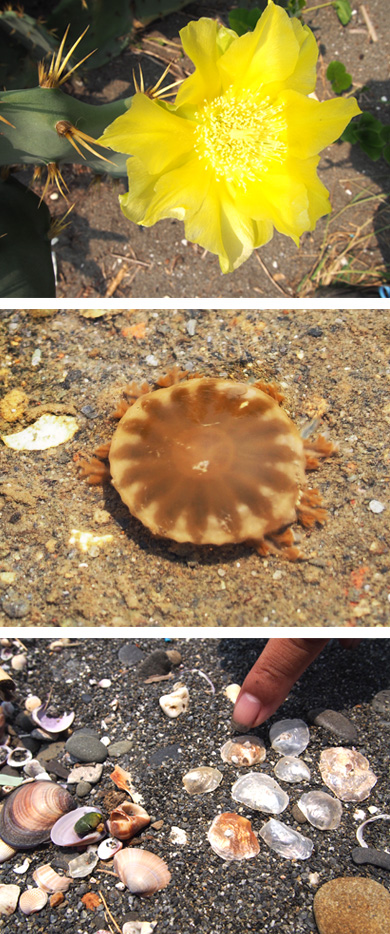 賞仙人掌花、倒立水母、貝殼砂,濕地公園裡充滿裡充滿小確幸。(圖∕張筧 攝) 賞仙人掌花、倒立水母、貝殼砂,濕地公園裡充滿裡充滿小確幸。(圖∕張筧 攝)