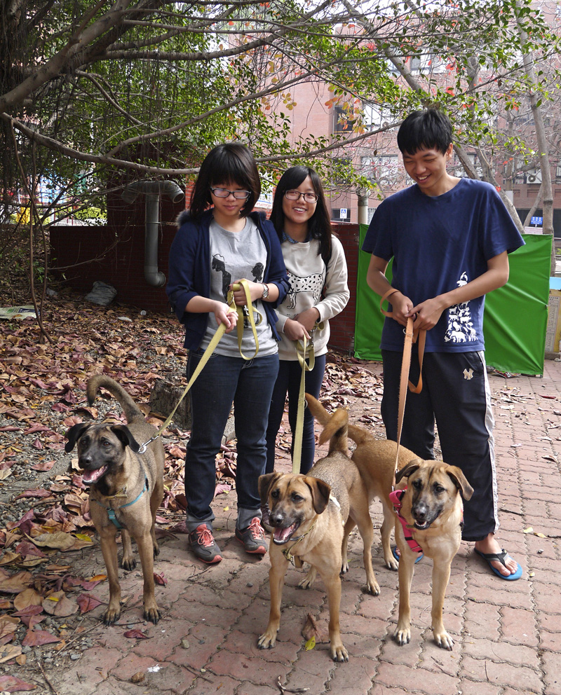 中山大學「管停三寶」在志工的細心照顧下蛻變得可愛活潑。(圖∕李昀諭 攝) 中山大學「管停三寶」在志工的細心照顧下蛻變得可愛活潑。(圖∕李昀諭 攝)