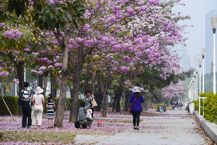 街道上盛開的紅花風鈴木,帶來柔美景致。(圖∕張簡英豪 攝) 街道上盛開的紅花風鈴木,帶來柔美景致。(圖∕張簡英豪 攝)