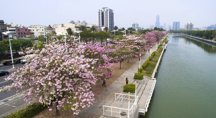 前鎮河畔紅花風鈴木綻放,形塑高雄美麗水岸風情。(圖∕張簡英豪 攝) 前鎮河畔紅花風鈴木綻放,形塑高雄美麗水岸風情。(圖∕張簡英豪 攝)
