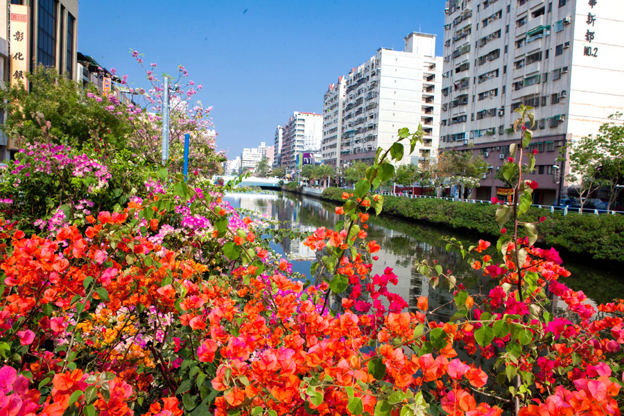 幸福川周邊色彩豔麗的九重葛。(圖∕高志宏 攝) 幸福川周邊色彩豔麗的九重葛。(圖∕高志宏 攝)