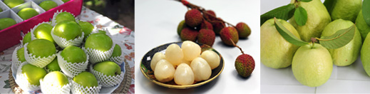 蜜棗、荔枝、芭樂等高雄優質產農產,極具國際市場潛力。(圖∕鮑忠輝 攝) 蜜棗、荔枝、芭樂等高雄優質產農產,極具國際市場潛力。(圖∕鮑忠輝 攝)