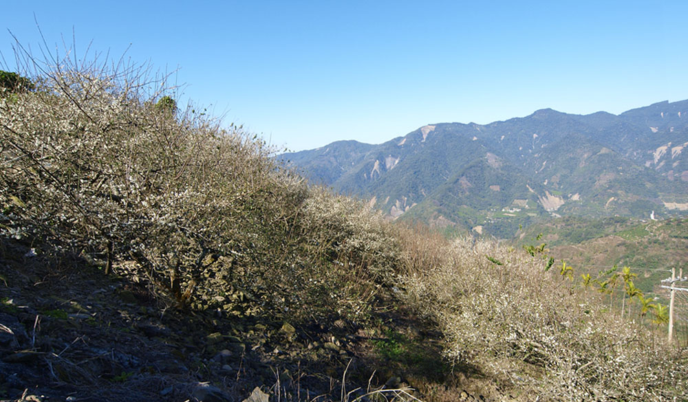冬天在南橫公路上,可望見到山頭開滿梅花。(圖/張簡英豪 攝) 冬天在南橫公路上,可望見到山頭開滿梅花。(圖/張簡英豪 攝)