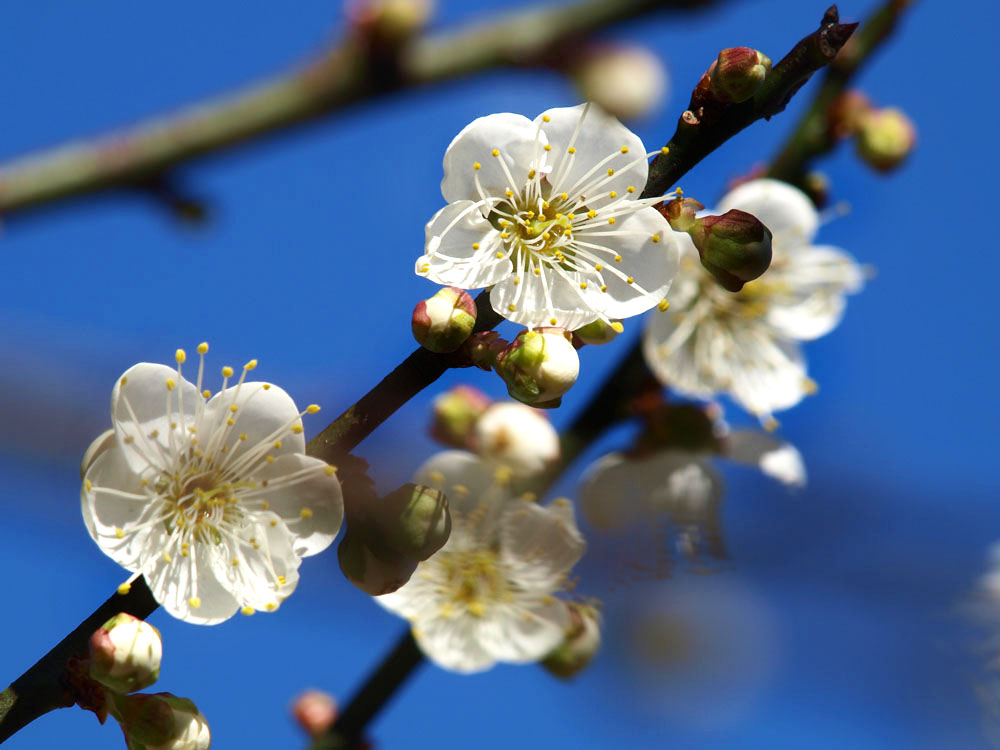 冬天正是梅花盛開季節。(圖/張簡英豪 攝) 冬天正是梅花盛開季節。(圖/張簡英豪 攝)