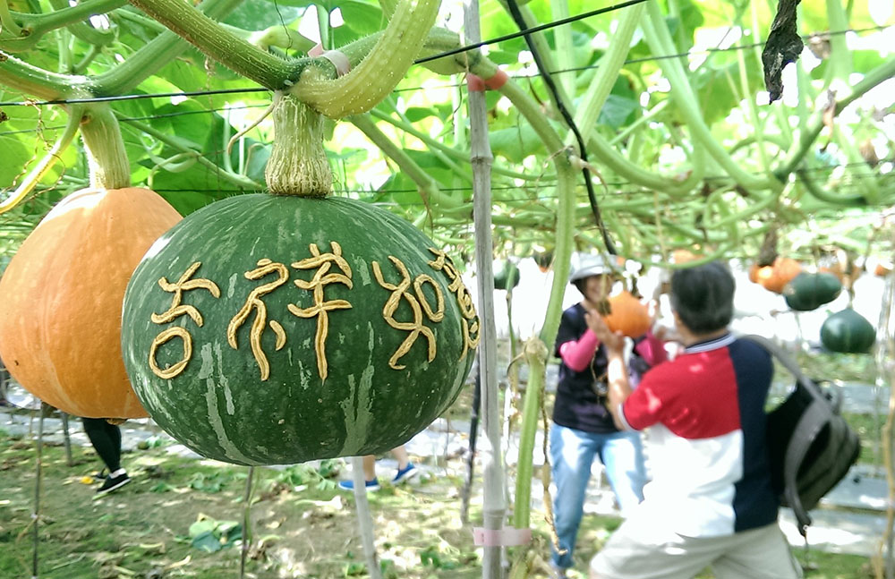 是禮品又是美食的刻字南瓜送禮自用兩相宜!(鍾尚倫·攝影) 是禮品又是美食的刻字南瓜送禮自用兩相宜!(鍾尚倫·攝影)