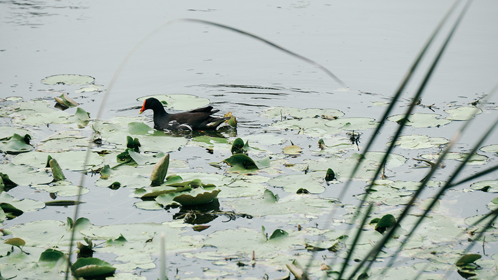 鳥松溼地公園有豐富的溼地生態。(郭宸志‧攝影) 鳥松溼地公園有豐富的溼地生態。(郭宸志‧攝影)